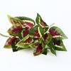 Decoración de plantas de simulación 7 hojas de corazón rojo 7 rosas verdes Ramo de corazón de pollo decoración ventana verde plantas verdes