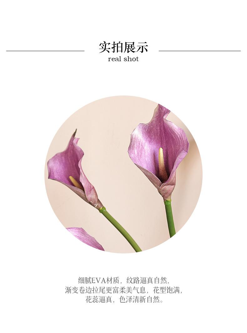 初妆大马蹄莲_04.jpg