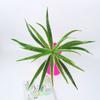 Ventas Directas de Fábrica Paredes de Plantas Simuladas Accesorios de Decoración de Paredes de Plantas Verdes Hierba Orquídea Araña Individual Hojas de Orquídea Araña con Borde Dorado