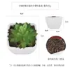 Más de 100 Tipos de Combinaciones de Plantas Suculentas Artificiales en Maceta Mini, Ventas Transfronterizas Populares, Estilo Sencillo Decoración del Hogar Flores Artificiales y Plantas Verdes, Directo de la Fábrica Fuente