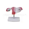 Modelo de útero grande natural modelo reproductivo femenino modelo anatómico modelo médico