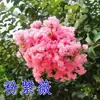 Plántulas de Azufaifo para Patio, Plantas en Maceta Cohete Rojo Americano, Flores para Patio de Villa, Plantas Verdes, Flores de Azufaifo en Maceta para Cuatro Estaciones