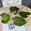 Planta Verde Simulada Goteando Guanyin Hoja de Tortuga Pluma de Primavera Girasol Sanwei Hoja de Falso Mori Flor de Boda Hoja Decorativa Ornamental Material