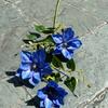 Viento de océano azul flores de simulación para boda al por mayor azul oscuro azul zafiro azul bruma blanco boda camino guía techo flores falsas
