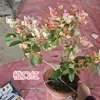 Planta en Maceta Buganvilia Floreciendo Cereza Verde Doble Pétalo Floración Cuatro Estaciones Balcón Fácil de Cultivar Buganvilia de Interior Planta Verde para Balcón