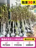 Una Planta de Semillero de Árbol de Magnolia de una Sola Pieza con Capullos de Flor, Magnolia Morada, Blanca y Amarilla, Adecuada para Plantación en Jardín Exterior, Resistente para Todas las Estaciones, Maceta