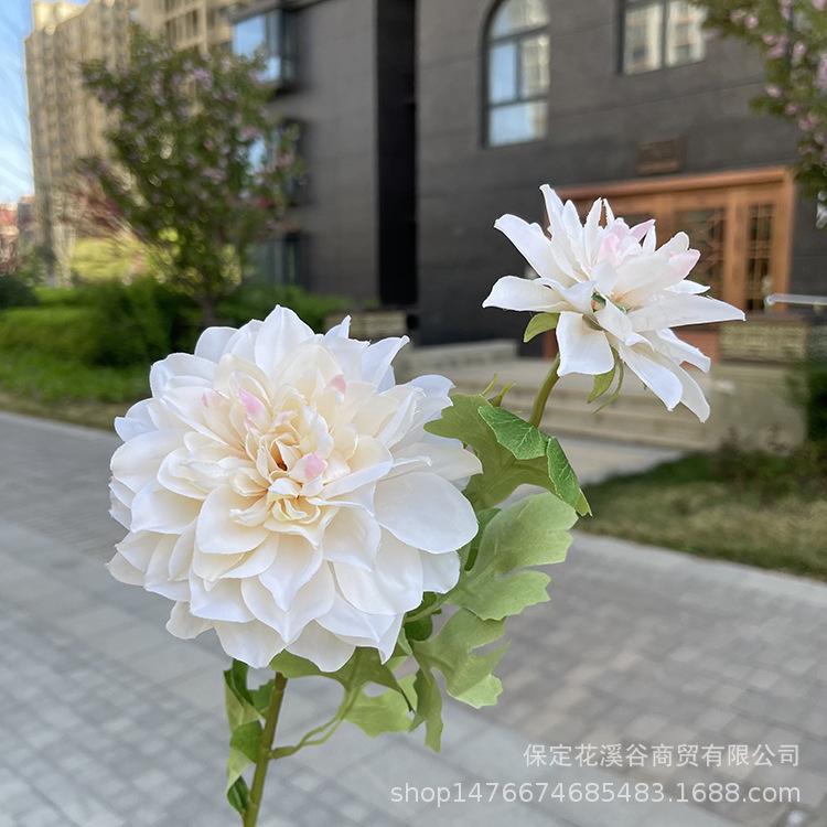2头单支大丽花-exwpx-浅香槟.JPG