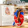Simulador de respiración pulmonar DIY, circulación sanguínea, modelo de corazón humano casero, modelo biológico de unidad renal, material didáctico