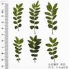 Espécimen de planta de hoja de pimienta de montaña flor seca hoja Flor Marcapáginas lámpara de mesa vela hoja espécimen pegatina