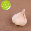 Modelos Simulados de Frutas y Verduras: Repollo, Verduras Verdes Falsas, Pimientos Rojos, Maíz de Poliestireno, Rábano, Calabaza, Plantas Decorativas