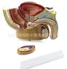Modelo de escritorio Modelo de pelvis masculina (con Testículo Normal y Patológico) Año/A574