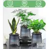 Rábano Verde Árbol de la Fortuna Espárrago Bambú Flor de Incienso de Nueve Millas Planta en Maceta Interior Menta Bambú Rico Planta Hidropónica Fácil de Alimentar