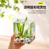 Bainabangshou Tanque de Peces con Planta Verde de Escritorio Caja Transparente de Plástico Mini Tanque de Peces de Oficina