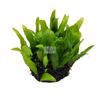 Mini corona de hierro hemisferio hoja fina hemisferio de hierro corona de hierro pecera agua real hierba cuerpo vivo corbata Dagwood negativo bueno para la crianza