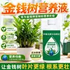 Solução nutritiva especial para árvores da sorte em vasos, fertilizante especial para plantas verdes, promove o crescimento, previne o amarelecimento das folhas e o apodrecimento das raízes, e incentiva o crescimento de folhas verdes; adequado para uso doméstico