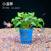 Plantas Acuáticas Locas Acuario Hierba Real Oxigenada Hidroponía Banyan de Agua Perezoso Madera Sumergida Paisajismo Entrada Plantas Acuáticas Fabricante Mayorista