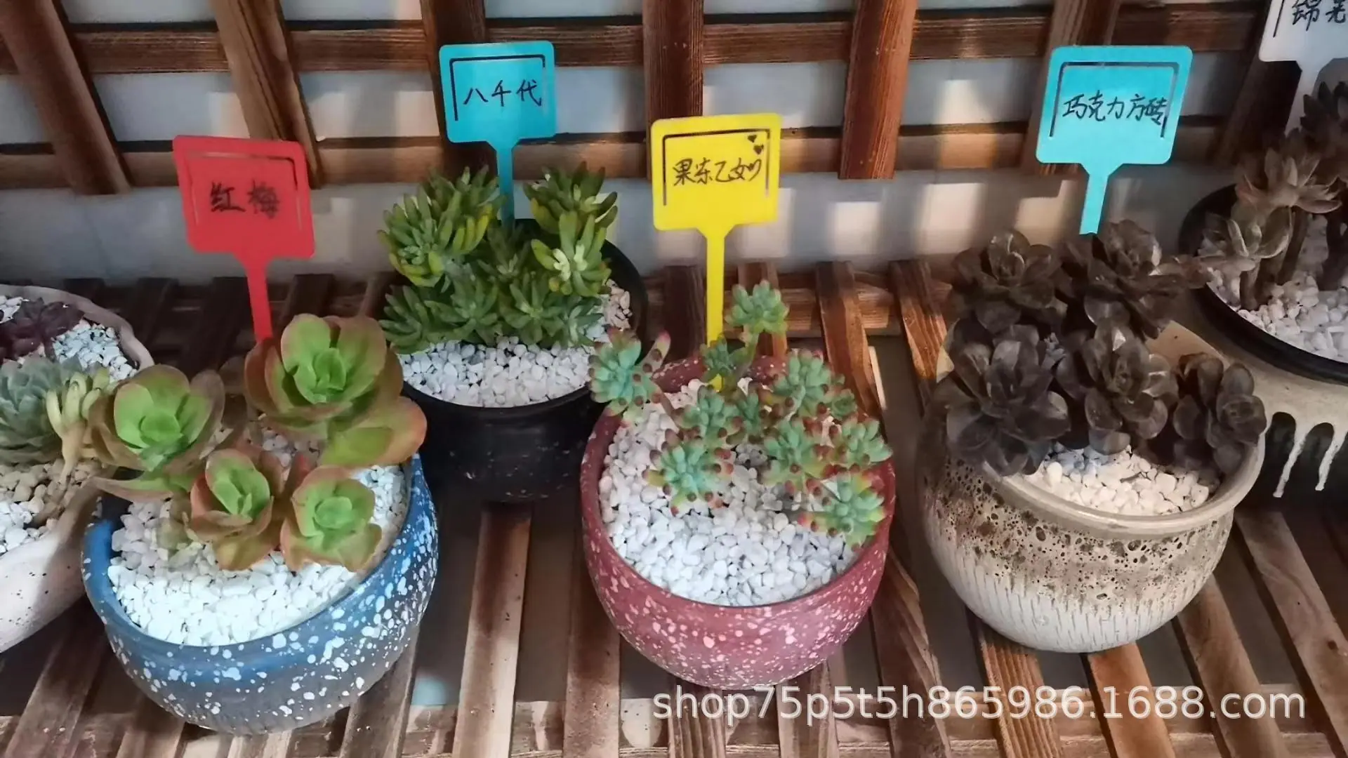 植物插杆3.jpg