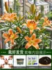 Perfume Importado Lírio Rosa Lírio Planta em Vaso Que Floresce em Todas as Estações e É Fácil de Viver em Ambientes Internos com Botões e Planta Resistente ao Frio Flores