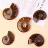 Fósiles de Caracola Naturales de Madagascar de Venta Caliente Transfronteriza, Fósiles de Crisoprasa, Fósiles de Caracola en Piedra Cruda, Adornos de Cristal al por Mayor