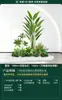 Set de Paisajismo Simulado para Exhibidores de Ventanas Interiores, Decoración de Escaleras, Paisaje de Plantas Verdes Simuladas, Arreglo de Jardín, Adornos de Decoración de Plantas en Maceta