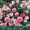 Rosa trepadora Extra grande Floración Cuatro estaciones Enredadera Rosa Semilleros de rosa Enredadera Patio Flor grande Balcón Florales Shihua