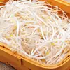 Brotes de frijol mungo orgánicos, verduras frescas, brotes de soja, crujientes y refrescantes, verduras frescas germinadas naturalmente