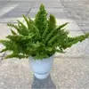 Helecho de Encaje en Maceta Helecho Riñón Malvavisco Helecho Marissa Hoja de Pluma Decoración Divertida Colgante Planta Popular Fácil de Criar
