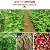 Feijão Zebra de Yunnan Nova Colheita Produzido na Fazenda Grãos Grandes, Grãos em Sachê, Feijão Arroz para Sopa e Mingau, Feijão Zebra