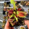 Catcher de Moscas de Dropshipping Jaula de Cerdo en Maceta Hierba Carnívora Flor Carnívora Repelente Planta Verde Flor Atrapadora de Insectos Divertido
