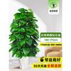 Planta en Maceta de Rábano Verde de Hoja Grande Columna Absorbe Formaldehído, Planta Verde Grande en Interiores para Atraer Riqueza y Prosperidad, Rábano Verde de Oficina, Sala de Estar Es Fácil de Mantener