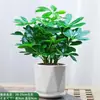 Planta Monstera en Maceta Flor de Interior Hidropónica Escritorio Flores Frescas Vegetación Perenne Fácil de Cuidar Árbol del Dinero