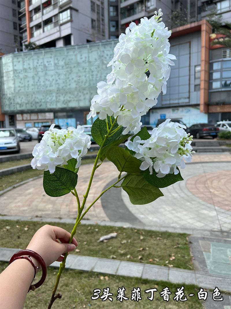 3头莱菲丁香花-白色