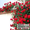 Dropshipping Pared Micro-Flor Plántulas Adecuadas para Plantación en Patio Florales Enredaderas Trepadoras Florales Extra Grandes y Plántulas de Flor Weibai Período de Floración