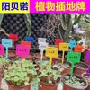 Planta Enchufe Enchufe Enchufe Enchufe Enchufe Enchufe Enchufe Maceta Enchufe Enchufe Enchufe Enchufe Enchufe Enchufe Fábrica Directa Venta al Por Mayor Soporte de Jardinería