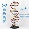 No. Modelo de Estructura de ADN Doble Hélice Modelo de Estructura Molecular Ayuda Didáctica Biología de Preparatoria Instrumento de Enseñanza Experimental