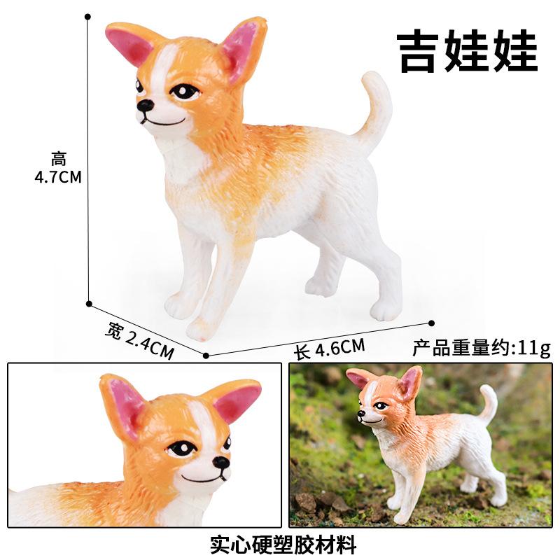 吉娃娃