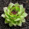 Base de planta suculenta autoproducida y autovendida al por mayor suculentas pequeñas combinación de flores plantas en maceta plantas carnosas Lithops Haworthia