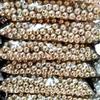Cuentas CCB Galvanizadas Doradas con Perlas de Agujero Recto No Porosas y Cuentas Brillantes Accesorios DIY Ensartados a Mano