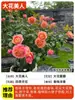 Balcón de Jugo Rosa Plántulas de Planta en Maceta Flores Extra Grandes Flores de Cuatro Estaciones Rosa con Capullos Planta de Balcón Jugo Rojo