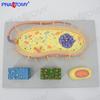 Modelo Magnificado do Núcleo da Célula Bacteriana Modelo de Chicote Biológico Coloração Auxílios de Ensino Médico Esporos
