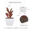 Más de 100 Tipos de Combinaciones de Plantas Suculentas Artificiales en Maceta Mini, Ventas Transfronterizas Populares, Estilo Sencillo Decoración del Hogar Flores Artificiales y Plantas Verdes, Directo de la Fábrica Fuente