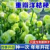 E-commerce Dropshipping de Sementes de Lisianthus para Uso Interno e Externo em Todas as Estações, Sementes de Flores em Vaso Fáceis de Cultivar para Floração Externa
