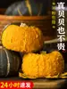 Calabaza Beibei Castaña Calabaza Pequeña 5 Libras Auténticas Calabaza Vieja Fresca Polvo Dulce Pegajoso Comida para Bebé Vegetal 10