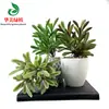 Simulación planta suculenta súper grande tamaño pequeño suculenta bonsái planta verde flor de plástico en maceta micro paisaje con pared vegetal