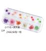 Novo Conjunto Estilo Japonês Embalado 12 Cores Estrela Girassol Margaridinha 12 Cores Decoração de Flor Seca 24 Flores Secas para Unha