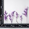 Material de flores dobladas de hierba de amante, flores secas que caen de goma, material de flores hecho a mano para bricolaje, enseñanza de plantas, flores secas, espécimen de flores verdaderas naturales