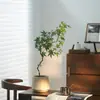 Plantas de interior de escritorio Liuchuanfeng para salas de té, plantas verdes de inspiración zen, bonsáis de nuevo estilo chino, plantas en maceta decorativas para vestíbulos y oficinas