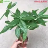 [Ventas Directas Base] Venta al por mayor de Plantas Verdes Ornamentales Evergreen en Maceta Grande para Todas las Estaciones 90 # Árbol de la Fortuna Planta en Maceta para Decoración de Interiores