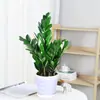 Árvore da Fortuna Planta em Vaso Grande Árvore da Fortuna Planta Verde Pequena Árvore da Fortuna Sala de Estar Escritório Flores de Interior Bonsai Cordão da Fortuna