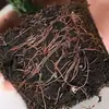 Planta jarro Nepenthes, uma planta de vaso que atrai e captura moscas, uma planta carnívora que repele mosquitos e insetos, adequada para salas de estar, varandas e espaços internos, uma planta verde divertida e grande, uma ótima planta com flores